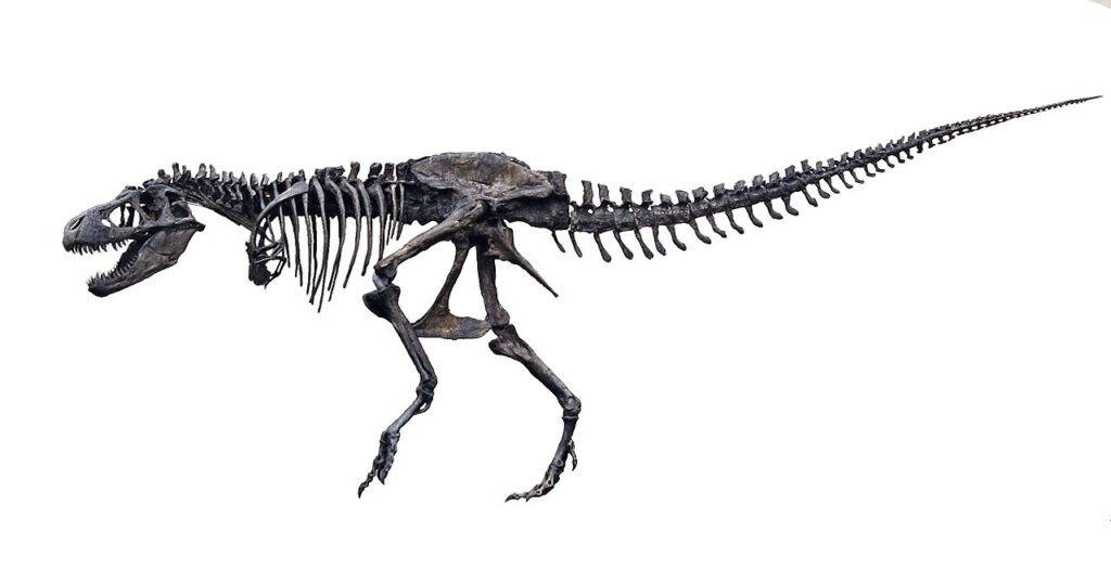 T-Rex skeleton