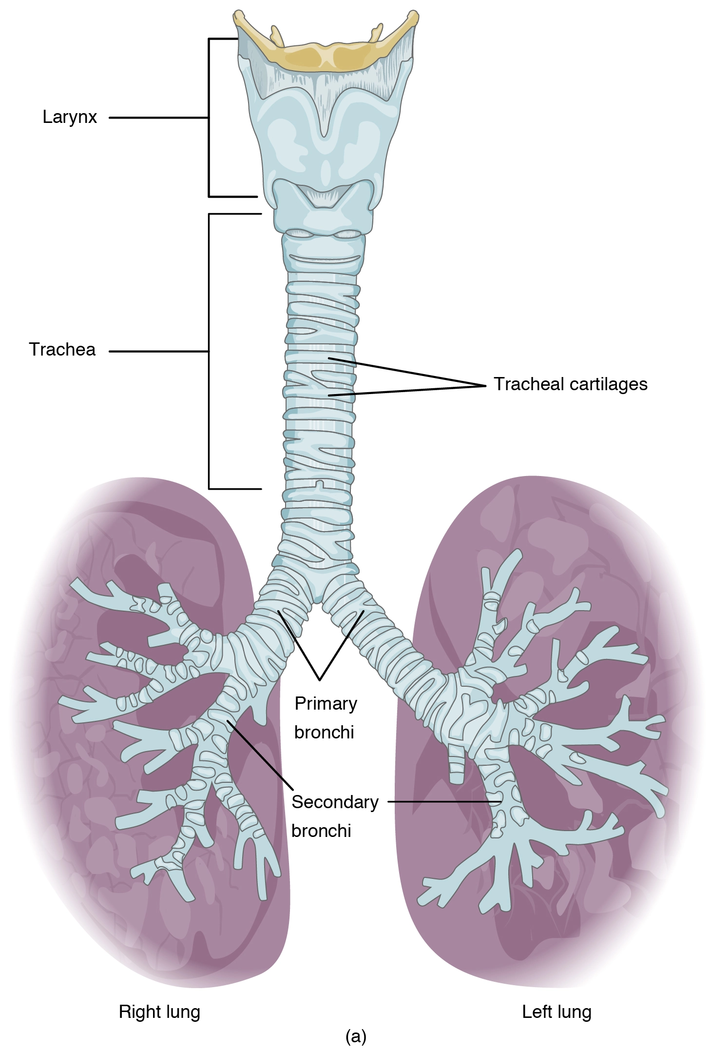 Trachea-windpipe