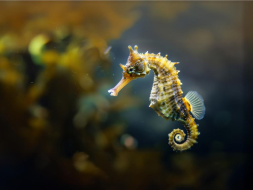 Seahorse
