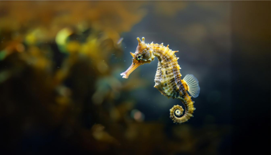 Seahorse