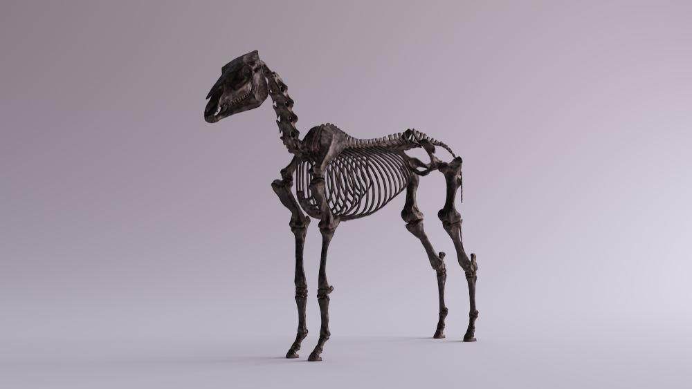 Skeleton of animal