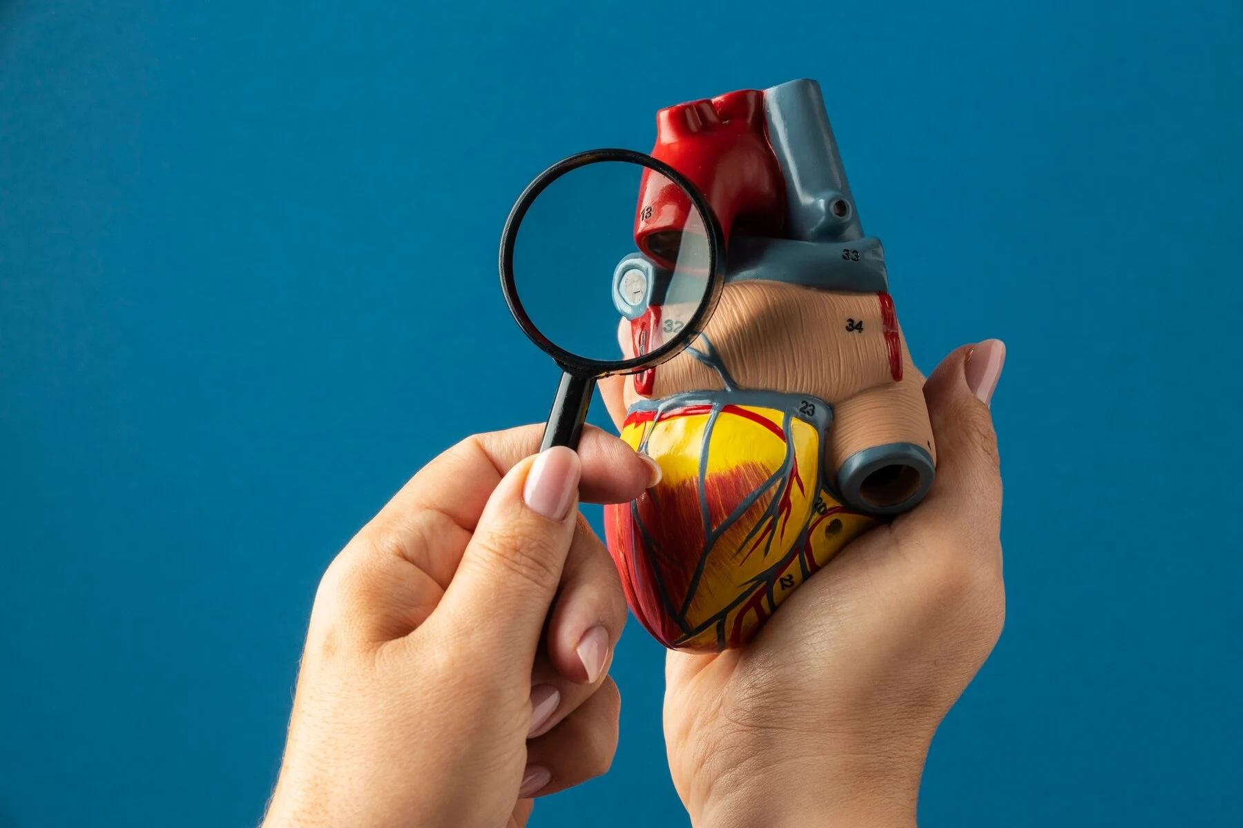 Anatomic heart
